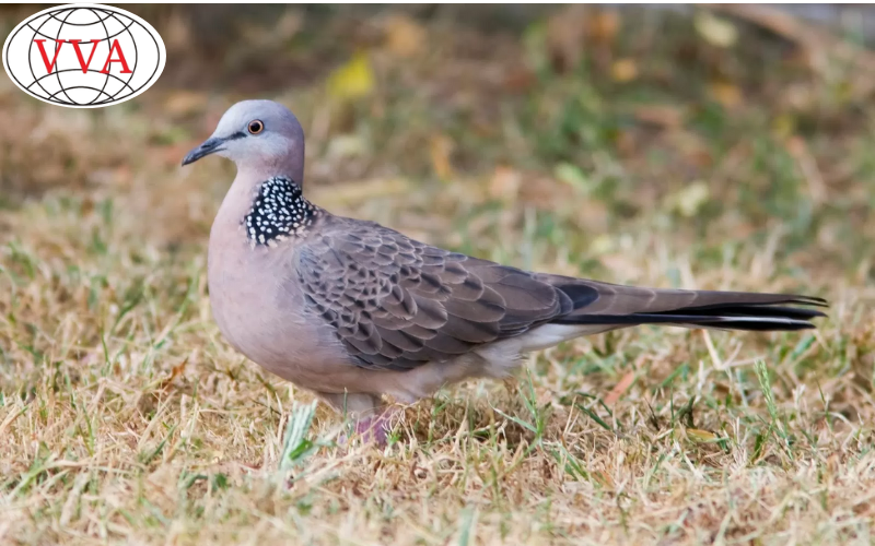 Hình 7: Chim Cu gáy 